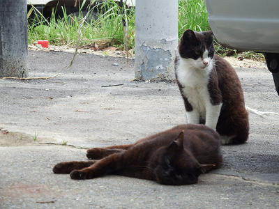 田代島の猫